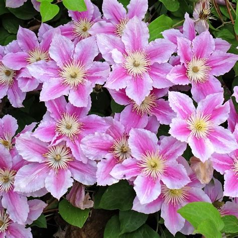 piillu|Clematis ‘Piilu’